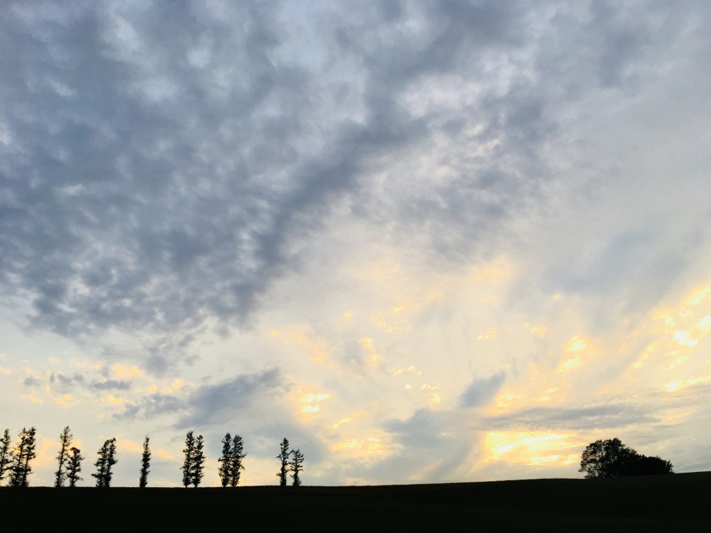 大空と並木 風景写真